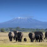 Safari Under the Shadow of Kilimanjaro: Exploring Amboseli’s Majestic Elephants Picture this: a herd of elephants moves slowly across golden grasslands, their silhouettes framed against the snow-capped peak of Mount Kilimanjaro. The morning light paints the scene in shades of amber and gold. This is Amboseli National Park, where Africa’s largest land mammals roam beneath Africa’s highest mountain.