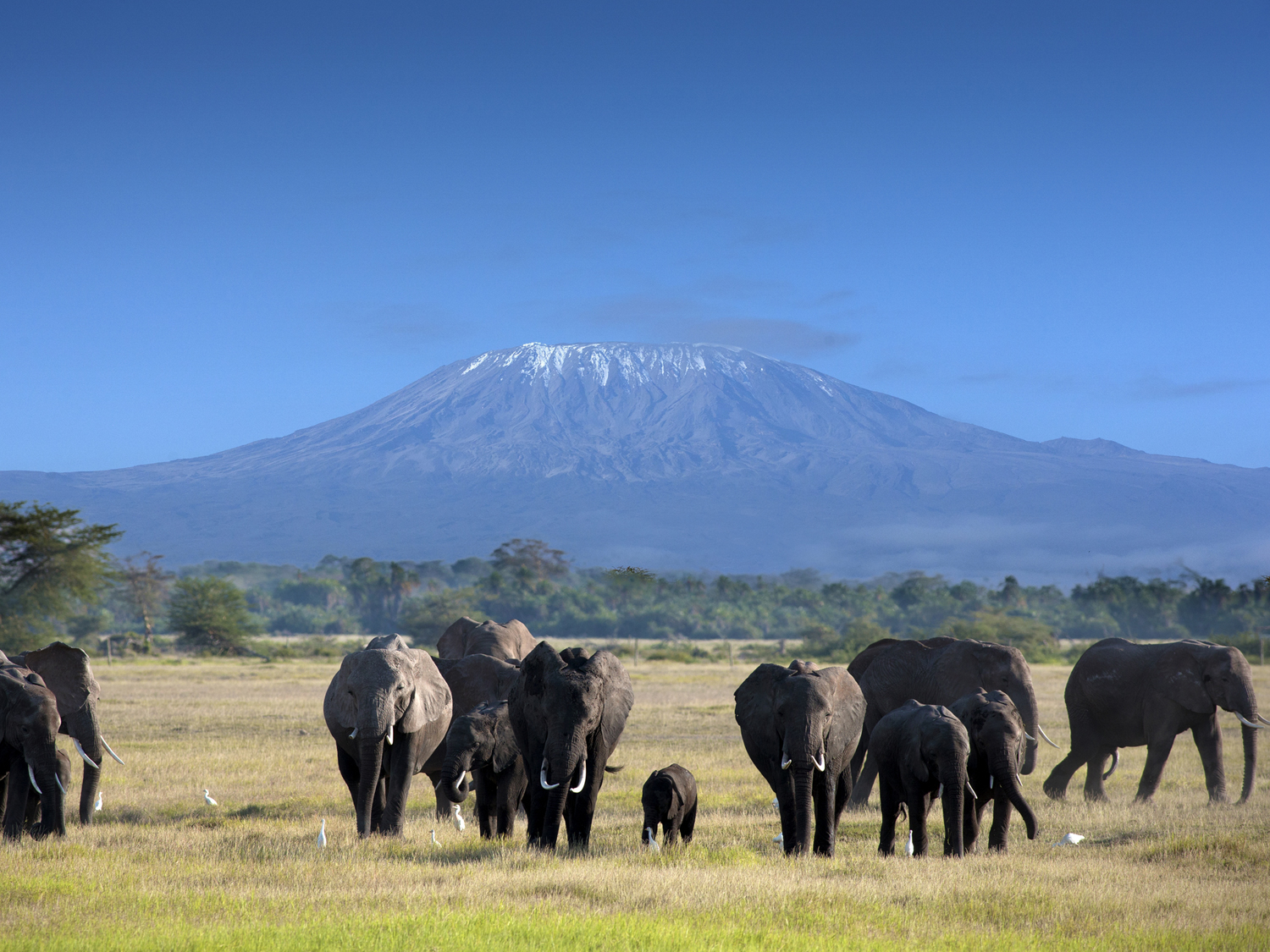 Safari Under the Shadow of Kilimanjaro: Exploring Amboseli’s Majestic Elephants Picture this: a herd of elephants moves slowly across golden grasslands, their silhouettes framed against the snow-capped peak of Mount Kilimanjaro. The morning light paints the scene in shades of amber and gold. This is Amboseli National Park, where Africa’s largest land mammals roam beneath Africa’s highest mountain.
