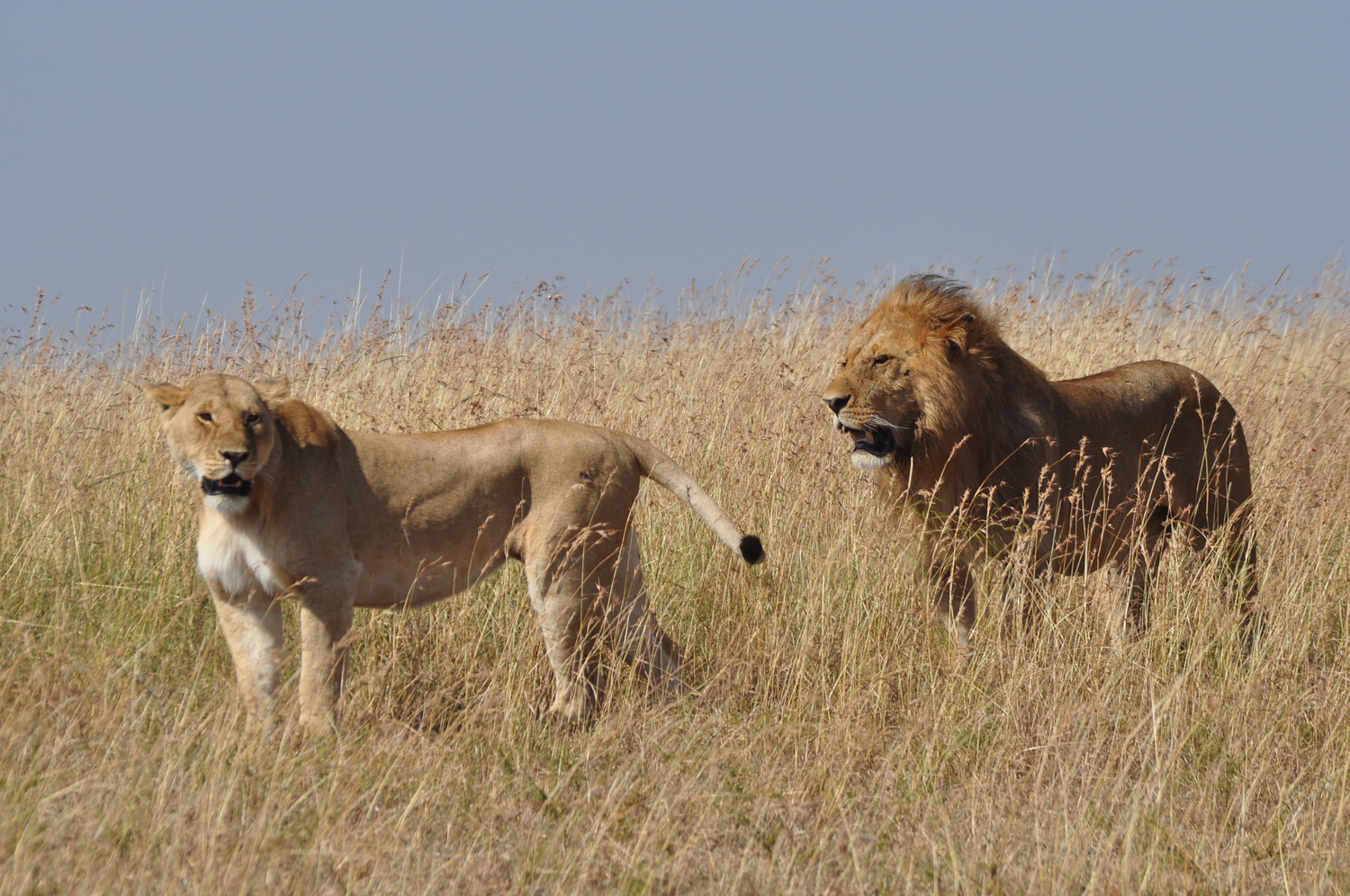 The 2026 Great Migration in Masai Mara: Your Ultimate Guide to Nature’s Greatest Show The earth trembles. Dust rises in golden clouds against the African sky. Over two million wildebeest, zebra, and gazelle thunder across the savannah in a primal rhythm that has played out for millennia. This is the Great Migration 2026, and there is no better place to witness it than Kenya’s iconic Masai Mara. If you have ever dreamed of watching predators stalk their prey, witnessing dramatic river crossings, or simply feeling the raw pulse of the wild, the Masai Mara National Reserve safari packages offered by Trunktrails Safaris will turn that dream into reality. What Makes the Great Migration 2026 So Special? The Great Migration is not just a wildlife event. It is the largest overland migration on the planet. Every year, millions of herbivores move in a continuous loop between Tanzania’s Serengeti and Kenya’s Masai Mara, following the rains and fresh grazing. The 2026 season promises to be exceptional, with early rainfall patterns suggesting lush grasslands and abundant wildlife activity. Why the Masai Mara? While the Serengeti hosts the migration for much of the year, the Masai Mara becomes the stage for the most dramatic chapters. From July through October, the herds cross into Kenya, and the Mara River becomes a theater of survival. Crocodiles wait in the murky waters. Lions patrol the banks. The wildebeest must cross or starve. The Masai Mara National Reserve covers 1,510 square kilometers of rolling grassland, acacia-dotted plains, and riverine forests. It is home to the Big Five (lion, leopard, elephant, buffalo, and rhino) and boasts one of the highest concentrations of predators in Africa. When the migration arrives, the Mara transforms into the ultimate safari destination. Wildebeest Crossing Dates: When to Visit in 2026 Timing is everything when planning your Great Migration 2026 safari. The herds do not follow a strict calendar, but decades of observation have revealed reliable patterns. July: The first herds begin crossing the Mara River. Early July is quieter, with smaller groups testing the waters. By mid-July, the crossings intensify. August: Peak migration season. Hundreds of thousands of wildebeest and zebra are in the Mara. River crossings happen almost daily, often multiple times per day. This is the best month for guaranteed sightings. September: The herds are still abundant, but some begin drifting back toward the Serengeti. Crossings continue, though less frequently. The predator action remains intense. October: The tail end of the migration. Most herds have moved south, but stragglers remain. October offers fewer crowds and excellent predator sightings as lions and cheetahs capitalize on the remaining prey. For the most dramatic Masai Mara river crossing experiences, book your safari between late July and early September. Trunktrails Safaris monitors migration patterns closely and adjusts itineraries to maximize your chances of witnessing this spectacle. The Drama of the Mara River Crossings The Mara River is the migration’s most dangerous obstacle. Steep banks, strong currents, and Nile crocodiles make every crossing a life-or-death gamble. Wildebeest gather in nervous herds, sometimes for hours, before one brave individual leaps. Then chaos erupts. Thousands plunge into the water. Some are swept away. Others are dragged under by crocodiles. Calves struggle to keep up with their mothers. The air fills with grunts, splashes, and the primal sounds of survival. On the far bank, lions and hyenas wait. The crossing is not the end of the danger. It is just the beginning. Witnessing a Mara River crossing is a privilege few travelers experience. It requires patience, timing, and local knowledge. The guides at Trunktrails Safaris have spent years tracking migration patterns and know the best crossing points. They position you for front-row seats to nature’s greatest drama. Masai Mara Safari Packages: Options for Every Traveler Trunktrails Safaris believes that every traveler deserves to experience the magic of the Masai Mara, regardless of budget. That is why we offer tours and safaris designed for every pocket. Budget Safari Masai Mara