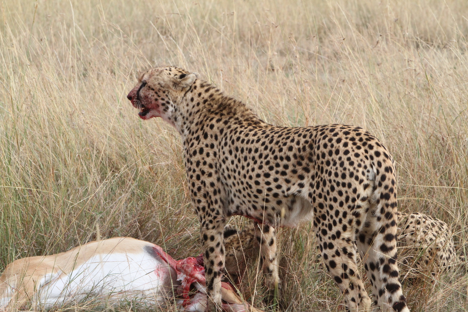 The 2026 Great Migration in Masai Mara: Your Ultimate Guide to Nature’s Greatest Show
The earth trembles. Dust rises in golden clouds against the African sky. Over two million wildebeest, zebra, and gazelle thunder across the savannah in a primal rhythm that has played out for millennia. This is the Great Migration 2026, and there is no better place to witness it than Kenya’s iconic Masai Mara.
If you have ever dreamed of watching predators stalk their prey, witnessing dramatic river crossings, or simply feeling the raw pulse of the wild, the Masai Mara National Reserve safari packages offered by Trunktrails Safaris will turn that dream into reality.
What Makes the Great Migration 2026 So Special?
The Great Migration is not just a wildlife event. It is the largest overland migration on the planet. Every year, millions of herbivores move in a continuous loop between Tanzania’s Serengeti and Kenya’s Masai Mara, following the rains and fresh grazing. The 2026 season promises to be exceptional, with early rainfall patterns suggesting lush grasslands and abundant wildlife activity.
Why the Masai Mara?
While the Serengeti hosts the migration for much of the year, the Masai Mara becomes the stage for the most dramatic chapters. From July through October, the herds cross into Kenya, and the Mara River becomes a theater of survival. Crocodiles wait in the murky waters. Lions patrol the banks. The wildebeest must cross or starve.
The Masai Mara National Reserve covers 1,510 square kilometers of rolling grassland, acacia-dotted plains, and riverine forests. It is home to the Big Five (lion, leopard, elephant, buffalo, and rhino) and boasts one of the highest concentrations of predators in Africa. When the migration arrives, the Mara transforms into the ultimate safari destination.
Wildebeest Crossing Dates: When to Visit in 2026
Timing is everything when planning your Great Migration 2026 safari. The herds do not follow a strict calendar, but decades of observation have revealed reliable patterns.
July: The first herds begin crossing the Mara River. Early July is quieter, with smaller groups testing the waters. By mid-July, the crossings intensify.
August: Peak migration season. Hundreds of thousands of wildebeest and zebra are in the Mara. River crossings happen almost daily, often multiple times per day. This is the best month for guaranteed sightings.
September: The herds are still abundant, but some begin drifting back toward the Serengeti. Crossings continue, though less frequently. The predator action remains intense.
October: The tail end of the migration. Most herds have moved south, but stragglers remain. October offers fewer crowds and excellent predator sightings as lions and cheetahs capitalize on the remaining prey.
For the most dramatic Masai Mara river crossing experiences, book your safari between late July and early September. Trunktrails Safaris monitors migration patterns closely and adjusts itineraries to maximize your chances of witnessing this spectacle.
The Drama of the Mara River Crossings
The Mara River is the migration’s most dangerous obstacle. Steep banks, strong currents, and Nile crocodiles make every crossing a life-or-death gamble. Wildebeest gather in nervous herds, sometimes for hours, before one brave individual leaps. Then chaos erupts.
Thousands plunge into the water. Some are swept away. Others are dragged under by crocodiles. Calves struggle to keep up with their mothers. The air fills with grunts, splashes, and the primal sounds of survival.
On the far bank, lions and hyenas wait. The crossing is not the end of the danger. It is just the beginning.
Witnessing a Mara River crossing is a privilege few travelers experience. It requires patience, timing, and local knowledge. The guides at Trunktrails Safaris have spent years tracking migration patterns and know the best crossing points. They position you for front-row seats to nature’s greatest drama.
Masai Mara Safari Packages: Options for Every Traveler
Trunktrails Safaris believes that every traveler deserves to experience the magic of the Masai Mara, regardless of budget. That is why we offer tours and safaris designed for every pocket.
Budget Safari Masai Mara
