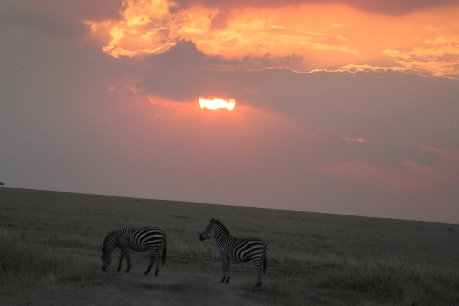 The Great Migration Kenya: Your Front-Row Seat to Nature’s Greatest Show Picture this. Two million wildebeest, zebras, and gazelles thundering across golden plains. Dust clouds rising like smoke signals. Crocodiles lurking in chocolate-brown rivers. Lions prowling the tall grass. This is not a documentary. This is the Great Migration Kenya, and you can witness it live. Every year, the Masai Mara National Reserve migration delivers one of the planet’s most dramatic wildlife spectacles. If you have ever dreamed of seeing nature in its rawest, most powerful form, this is your moment. And Trunktrails Safaris puts you right in the heart of the action. What Is the Great Migration Kenya? 
