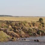 The 2026 Great Migration in Masai Mara: Your Ultimate Guide to Nature’s Greatest Show The earth trembles. Dust rises in golden clouds against the African sky. Over two million wildebeest, zebra, and gazelle thunder across the savannah in a primal rhythm that has played out for millennia. This is the Great Migration 2026, and there is no better place to witness it than Kenya’s iconic Masai Mara. If you have ever dreamed of watching predators stalk their prey, witnessing dramatic river crossings, or simply feeling the raw pulse of the wild, the Masai Mara National Reserve safari packages offered by Trunktrails Safaris will turn that dream into reality. What Makes the Great Migration 2026 So Special? The Great Migration is not just a wildlife event. It is the largest overland migration on the planet. Every year, millions of herbivores move in a continuous loop between Tanzania’s Serengeti and Kenya’s Masai Mara, following the rains and fresh grazing. The 2026 season promises to be exceptional, with early rainfall patterns suggesting lush grasslands and abundant wildlife activity. Why the Masai Mara? While the Serengeti hosts the migration for much of the year, the Masai Mara becomes the stage for the most dramatic chapters. From July through October, the herds cross into Kenya, and the Mara River becomes a theater of survival. Crocodiles wait in the murky waters. Lions patrol the banks. The wildebeest must cross or starve. The Masai Mara National Reserve covers 1,510 square kilometers of rolling grassland, acacia-dotted plains, and riverine forests. It is home to the Big Five (lion, leopard, elephant, buffalo, and rhino) and boasts one of the highest concentrations of predators in Africa. When the migration arrives, the Mara transforms into the ultimate safari destination. Wildebeest Crossing Dates: When to Visit in 2026 Timing is everything when planning your Great Migration 2026 safari. The herds do not follow a strict calendar, but decades of observation have revealed reliable patterns. July: The first herds begin crossing the Mara River. Early July is quieter, with smaller groups testing the waters. By mid-July, the crossings intensify. August: Peak migration season. Hundreds of thousands of wildebeest and zebra are in the Mara. River crossings happen almost daily, often multiple times per day. This is the best month for guaranteed sightings. September: The herds are still abundant, but some begin drifting back toward the Serengeti. Crossings continue, though less frequently. The predator action remains intense. October: The tail end of the migration. Most herds have moved south, but stragglers remain. October offers fewer crowds and excellent predator sightings as lions and cheetahs capitalize on the remaining prey. For the most dramatic Masai Mara river crossing experiences, book your safari between late July and early September. Trunktrails Safaris monitors migration patterns closely and adjusts itineraries to maximize your chances of witnessing this spectacle. The Drama of the Mara River Crossings The Mara River is the migration’s most dangerous obstacle. Steep banks, strong currents, and Nile crocodiles make every crossing a life-or-death gamble. Wildebeest gather in nervous herds, sometimes for hours, before one brave individual leaps. Then chaos erupts. Thousands plunge into the water. Some are swept away. Others are dragged under by crocodiles. Calves struggle to keep up with their mothers. The air fills with grunts, splashes, and the primal sounds of survival. On the far bank, lions and hyenas wait. The crossing is not the end of the danger. It is just the beginning. Witnessing a Mara River crossing is a privilege few travelers experience. It requires patience, timing, and local knowledge. The guides at Trunktrails Safaris have spent years tracking migration patterns and know the best crossing points. They position you for front-row seats to nature’s greatest drama. Masai Mara Safari Packages: Options for Every Traveler Trunktrails Safaris believes that every traveler deserves to experience the magic of the Masai Mara, regardless of budget. That is why we offer tours and safaris designed for every pocket. Budget Safari Masai Mara