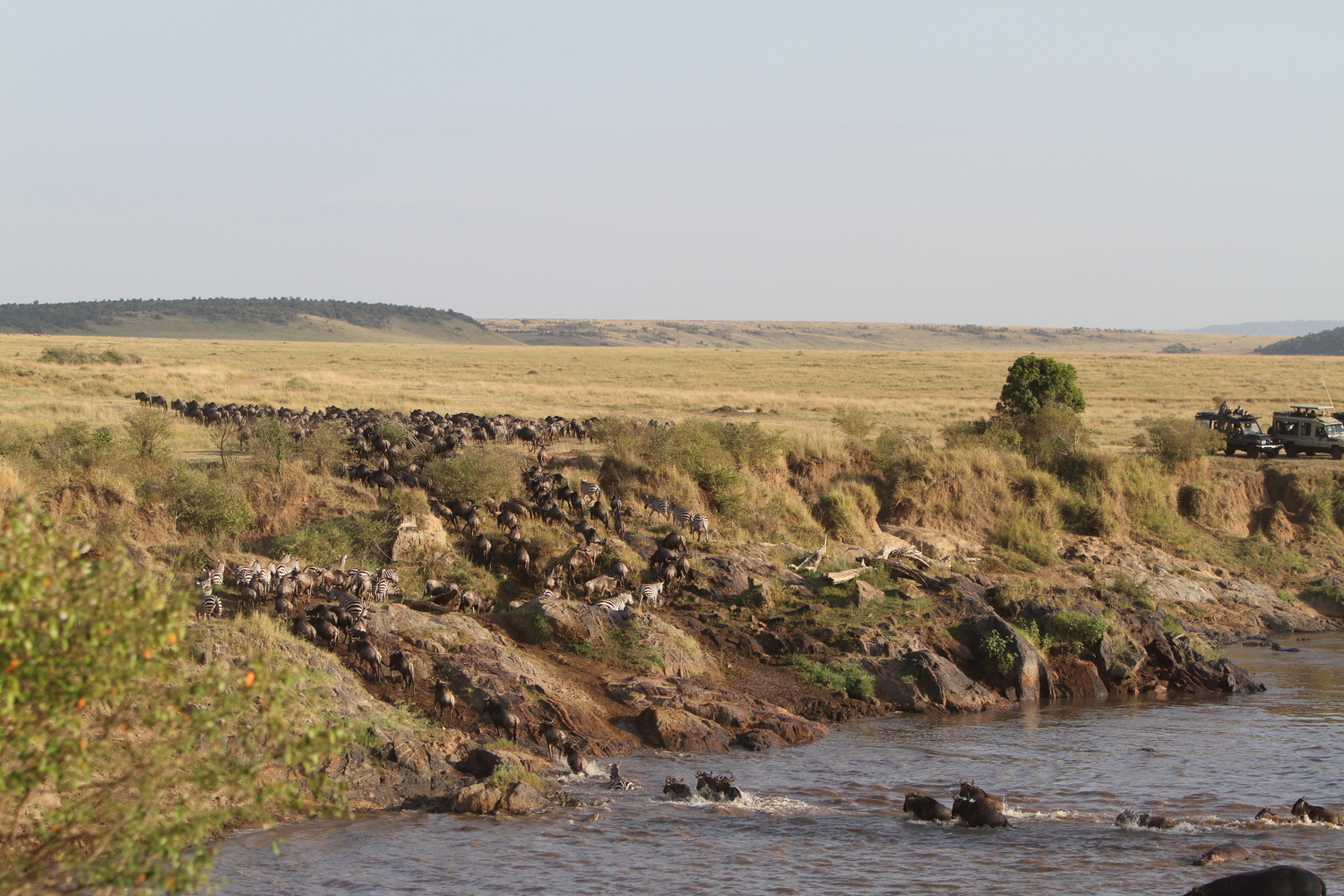 The 2026 Great Migration in Masai Mara: Your Ultimate Guide to Nature’s Greatest Show The earth trembles. Dust rises in golden clouds against the African sky. Over two million wildebeest, zebra, and gazelle thunder across the savannah in a primal rhythm that has played out for millennia. This is the Great Migration 2026, and there is no better place to witness it than Kenya’s iconic Masai Mara. If you have ever dreamed of watching predators stalk their prey, witnessing dramatic river crossings, or simply feeling the raw pulse of the wild, the Masai Mara National Reserve safari packages offered by Trunktrails Safaris will turn that dream into reality. What Makes the Great Migration 2026 So Special? The Great Migration is not just a wildlife event. It is the largest overland migration on the planet. Every year, millions of herbivores move in a continuous loop between Tanzania’s Serengeti and Kenya’s Masai Mara, following the rains and fresh grazing. The 2026 season promises to be exceptional, with early rainfall patterns suggesting lush grasslands and abundant wildlife activity. Why the Masai Mara? While the Serengeti hosts the migration for much of the year, the Masai Mara becomes the stage for the most dramatic chapters. From July through October, the herds cross into Kenya, and the Mara River becomes a theater of survival. Crocodiles wait in the murky waters. Lions patrol the banks. The wildebeest must cross or starve. The Masai Mara National Reserve covers 1,510 square kilometers of rolling grassland, acacia-dotted plains, and riverine forests. It is home to the Big Five (lion, leopard, elephant, buffalo, and rhino) and boasts one of the highest concentrations of predators in Africa. When the migration arrives, the Mara transforms into the ultimate safari destination. Wildebeest Crossing Dates: When to Visit in 2026 Timing is everything when planning your Great Migration 2026 safari. The herds do not follow a strict calendar, but decades of observation have revealed reliable patterns. July: The first herds begin crossing the Mara River. Early July is quieter, with smaller groups testing the waters. By mid-July, the crossings intensify. August: Peak migration season. Hundreds of thousands of wildebeest and zebra are in the Mara. River crossings happen almost daily, often multiple times per day. This is the best month for guaranteed sightings. September: The herds are still abundant, but some begin drifting back toward the Serengeti. Crossings continue, though less frequently. The predator action remains intense. October: The tail end of the migration. Most herds have moved south, but stragglers remain. October offers fewer crowds and excellent predator sightings as lions and cheetahs capitalize on the remaining prey. For the most dramatic Masai Mara river crossing experiences, book your safari between late July and early September. Trunktrails Safaris monitors migration patterns closely and adjusts itineraries to maximize your chances of witnessing this spectacle. The Drama of the Mara River Crossings The Mara River is the migration’s most dangerous obstacle. Steep banks, strong currents, and Nile crocodiles make every crossing a life-or-death gamble. Wildebeest gather in nervous herds, sometimes for hours, before one brave individual leaps. Then chaos erupts. Thousands plunge into the water. Some are swept away. Others are dragged under by crocodiles. Calves struggle to keep up with their mothers. The air fills with grunts, splashes, and the primal sounds of survival. On the far bank, lions and hyenas wait. The crossing is not the end of the danger. It is just the beginning. Witnessing a Mara River crossing is a privilege few travelers experience. It requires patience, timing, and local knowledge. The guides at Trunktrails Safaris have spent years tracking migration patterns and know the best crossing points. They position you for front-row seats to nature’s greatest drama. Masai Mara Safari Packages: Options for Every Traveler Trunktrails Safaris believes that every traveler deserves to experience the magic of the Masai Mara, regardless of budget. That is why we offer tours and safaris designed for every pocket. Budget Safari Masai Mara