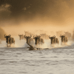 The Serengeti Migration: What No One Tells You Before You Go