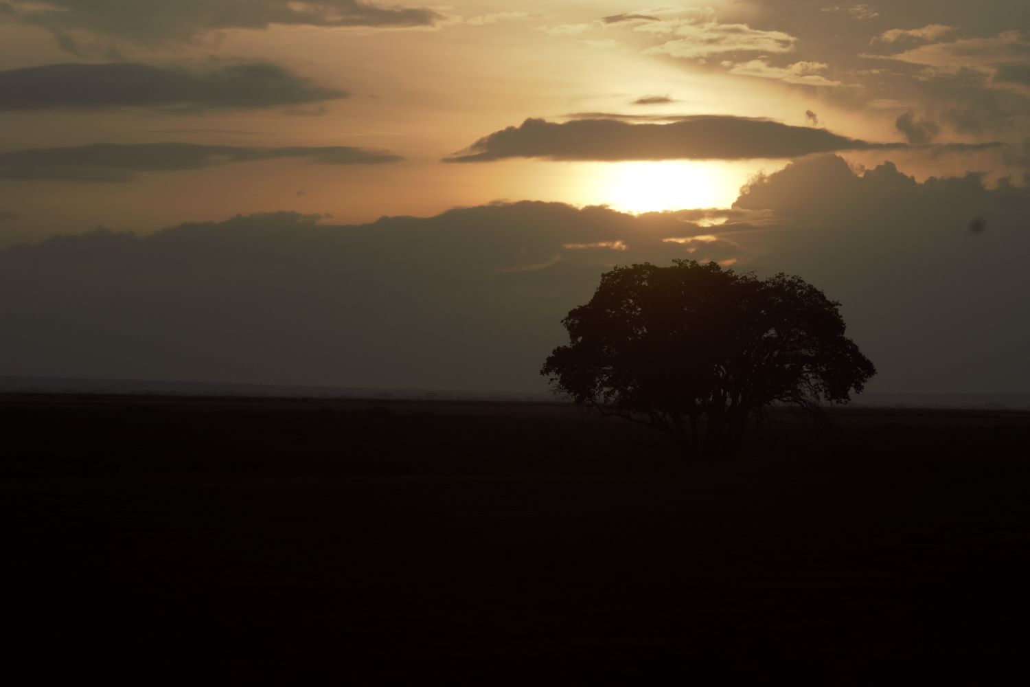 Safari Under the Shadow of Kilimanjaro: Exploring Amboseli’s Majestic Elephants Picture this: a herd of elephants moves slowly across golden grasslands, their silhouettes framed against the snow-capped peak of Mount Kilimanjaro. The morning light paints the scene in shades of amber and gold. This is Amboseli National Park, where Africa’s largest land mammals roam beneath Africa’s highest mountain. 