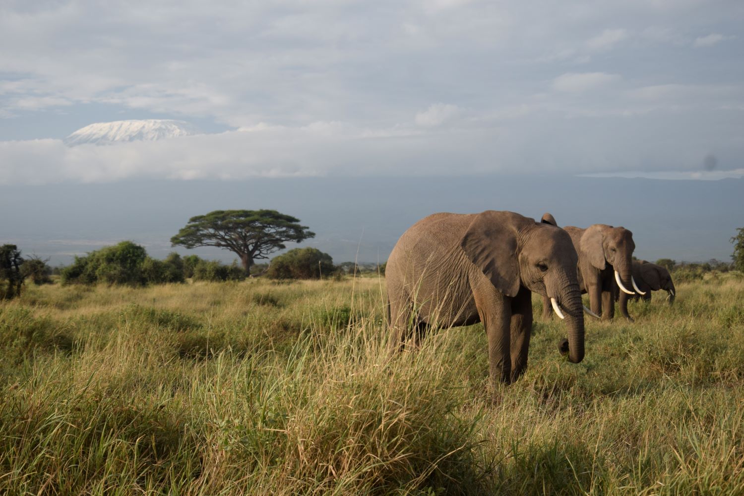 Safari Under the Shadow of Kilimanjaro: Exploring Amboseli’s Majestic Elephants Picture this: a herd of elephants moves slowly across golden grasslands, their silhouettes framed against the snow-capped peak of Mount Kilimanjaro. The morning light paints the scene in shades of amber and gold. This is Amboseli National Park, where Africa’s largest land mammals roam beneath Africa’s highest mountain. 