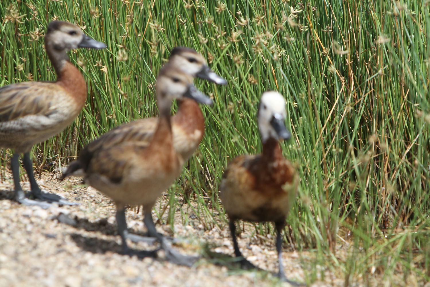 Safari Under the Shadow of Kilimanjaro: Exploring Amboseli’s Majestic Elephants Picture this: a herd of elephants moves slowly across golden grasslands, their silhouettes framed against the snow-capped peak of Mount Kilimanjaro. The morning light paints the scene in shades of amber and gold. This is Amboseli National Park, where Africa’s largest land mammals roam beneath Africa’s highest mountain. 