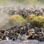 The Great Migration Kenya: Your Front-Row Seat to Nature’s Greatest Show Picture this. Two million wildebeest, zebras, and gazelles thundering across golden plains. Dust clouds rising like smoke signals. Crocodiles lurking in chocolate-brown rivers. Lions prowling the tall grass. This is not a documentary. This is the Great Migration Kenya, and you can witness it live. Every year, the Masai Mara National Reserve migration delivers one of the planet’s most dramatic wildlife spectacles. If you have ever dreamed of seeing nature in its rawest, most powerful form, this is your moment. And Trunktrails Safaris puts you right in the heart of the action. What Is the Great Migration Kenya?