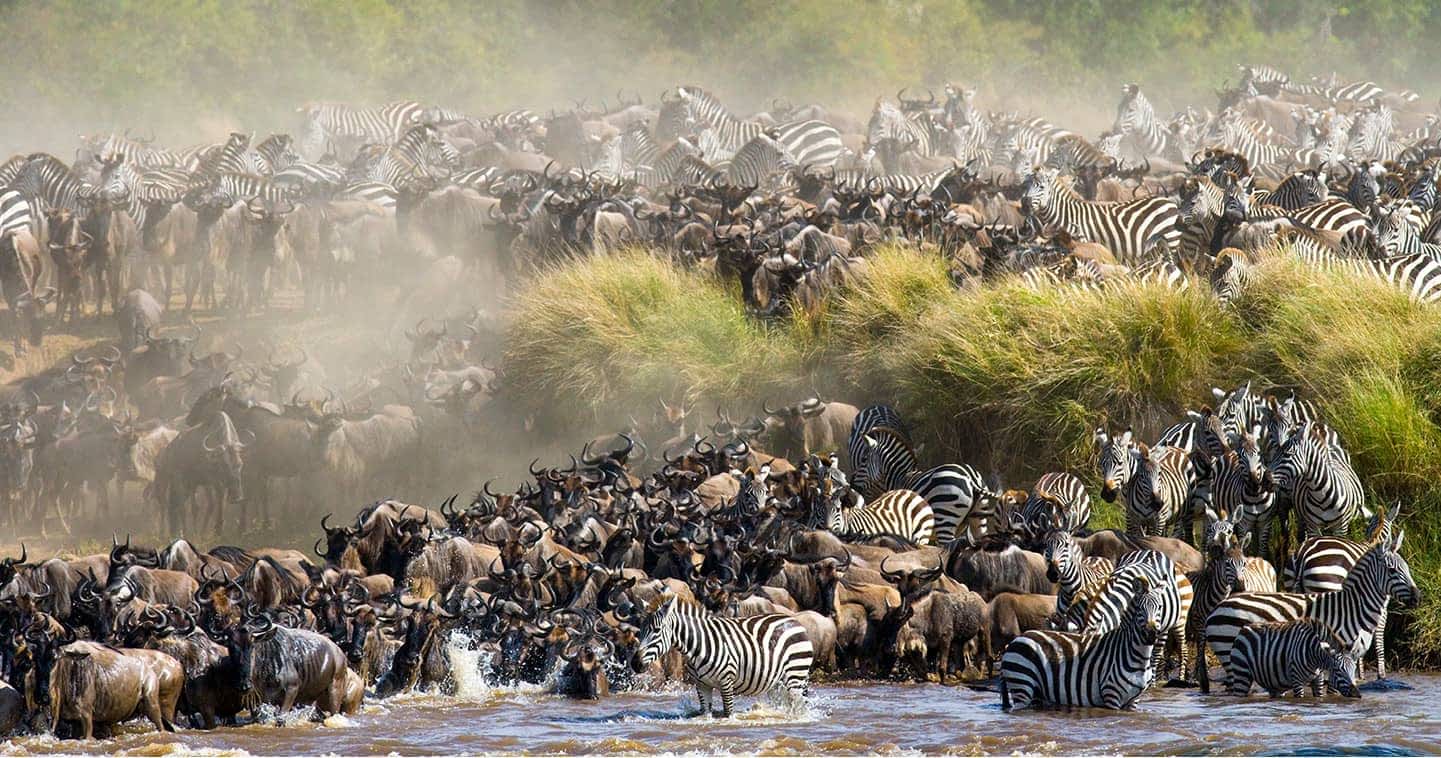 The Great Migration Kenya: Your Front-Row Seat to Nature’s Greatest Show Picture this. Two million wildebeest, zebras, and gazelles thundering across golden plains. Dust clouds rising like smoke signals. Crocodiles lurking in chocolate-brown rivers. Lions prowling the tall grass. This is not a documentary. This is the Great Migration Kenya, and you can witness it live. Every year, the Masai Mara National Reserve migration delivers one of the planet’s most dramatic wildlife spectacles. If you have ever dreamed of seeing nature in its rawest, most powerful form, this is your moment. And Trunktrails Safaris puts you right in the heart of the action. What Is the Great Migration Kenya?