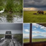Long Rains vs Short Rains in Amboseli: Which Works Better?