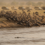 Responsible Wildebeest Migration Safari Kenya