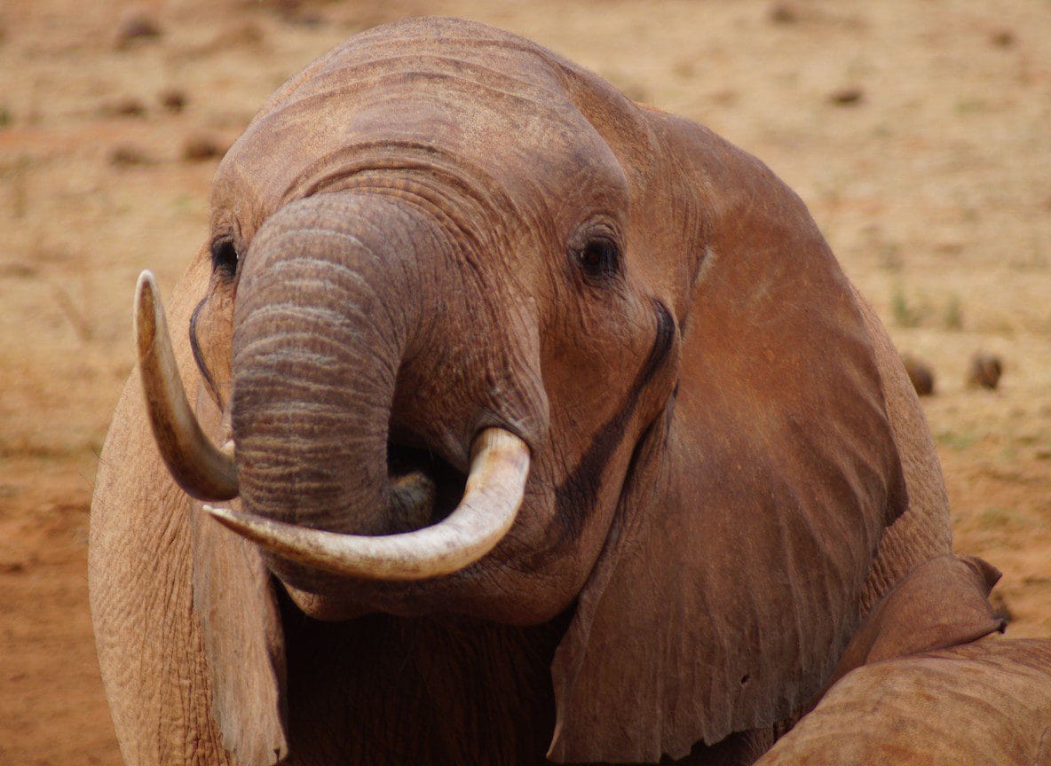 2 Day Tsavo East Safari Diani Beach