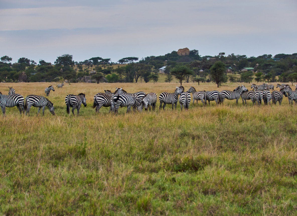 3 Day Diani Amboseli Tsavo Choice Safari