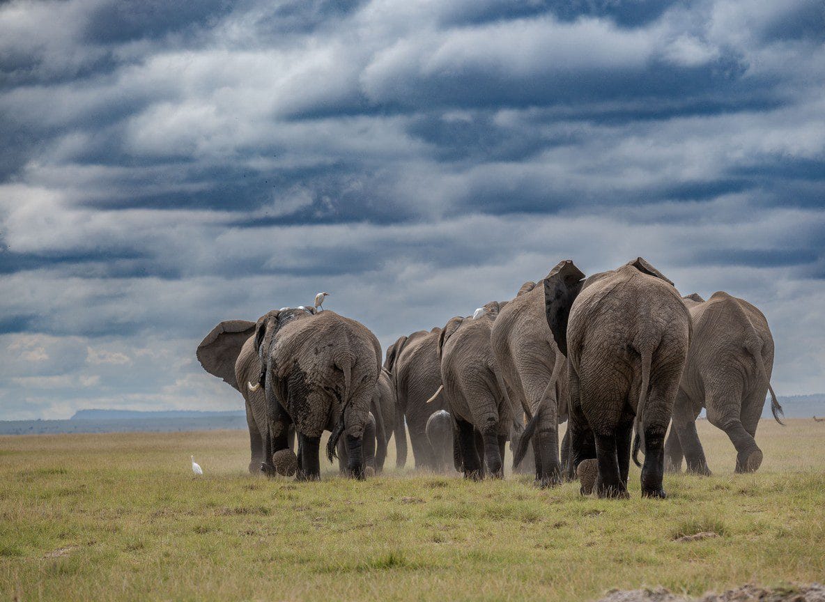 3 Day Diani Amboseli Tsavo Choice Safari
