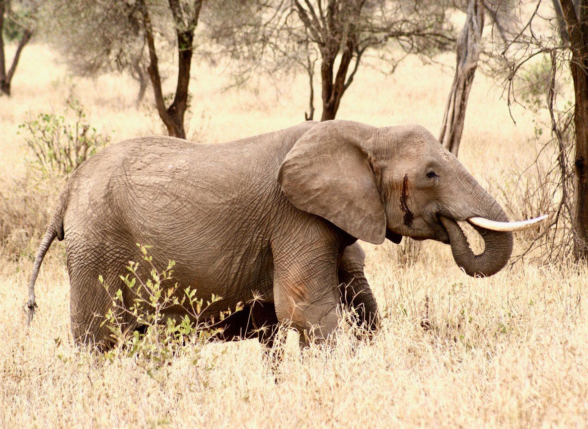 3 Day Diani Beach Tsavo East West Safari