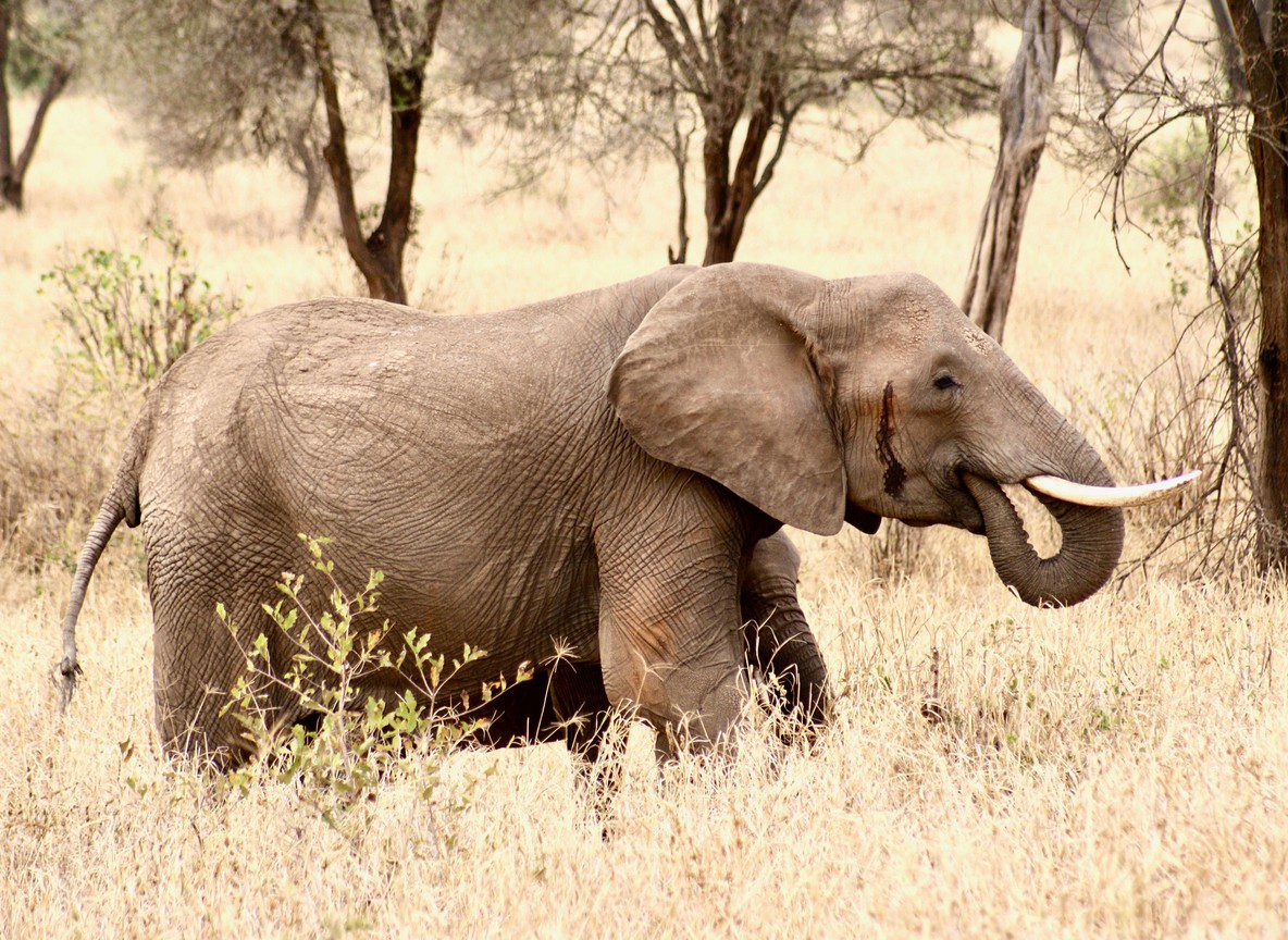 3 Day Diani Beach Tsavo East West Safari