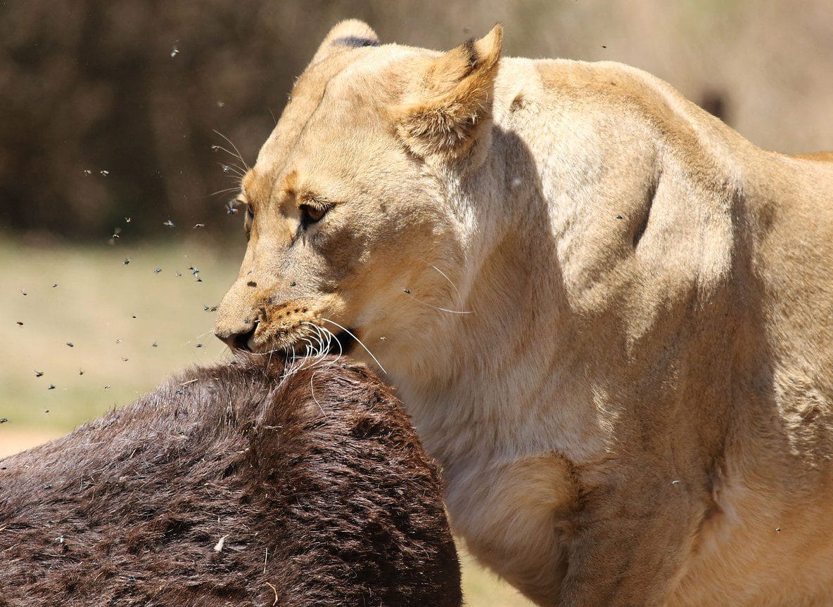 3 Day Diani Beach Tsavo East West Safari
