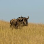 3 Night Vs 5 Night Masai Mara Safari Guide