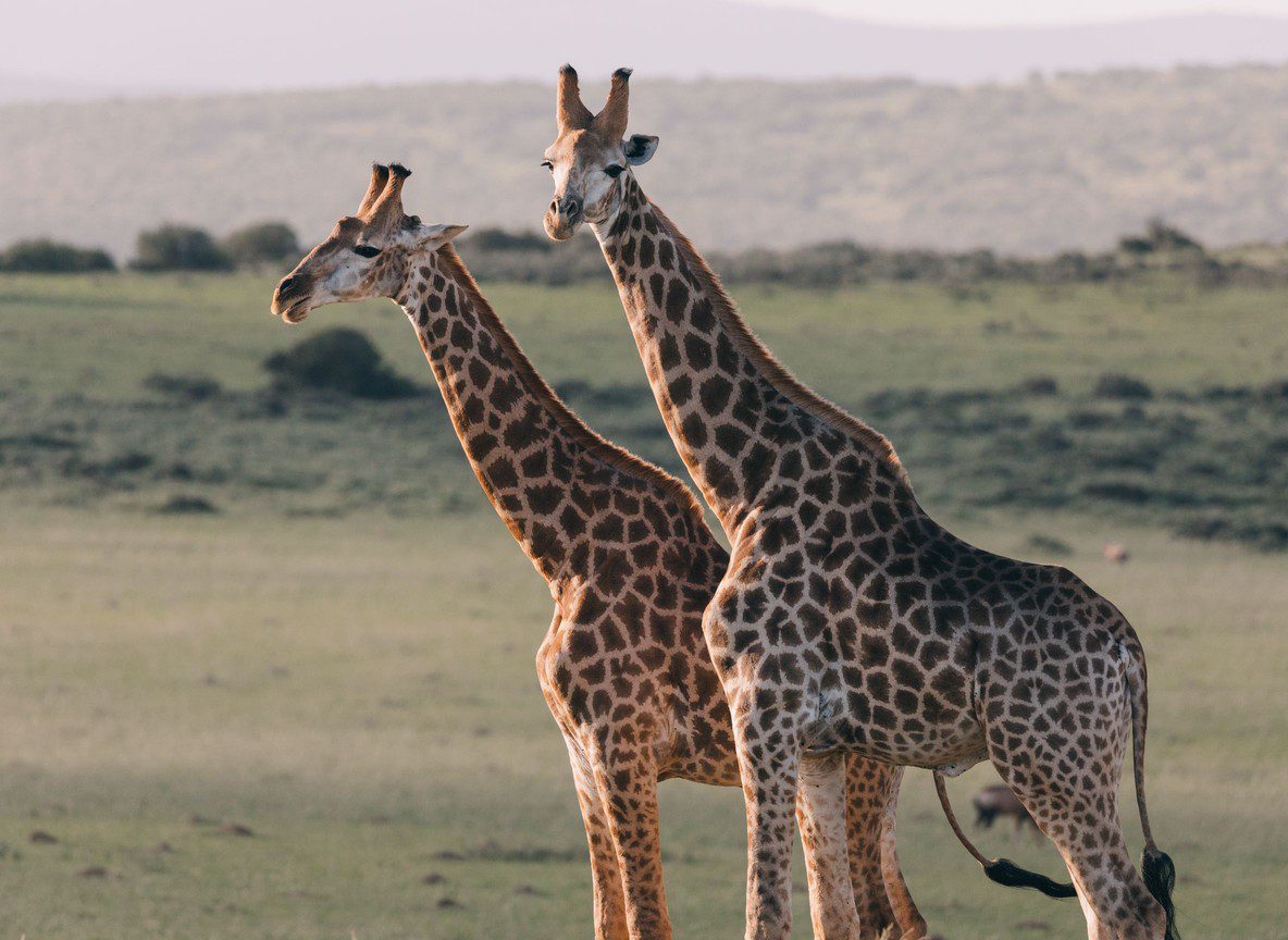 3 Night Vs 5 Night Masai Mara Safari Guide