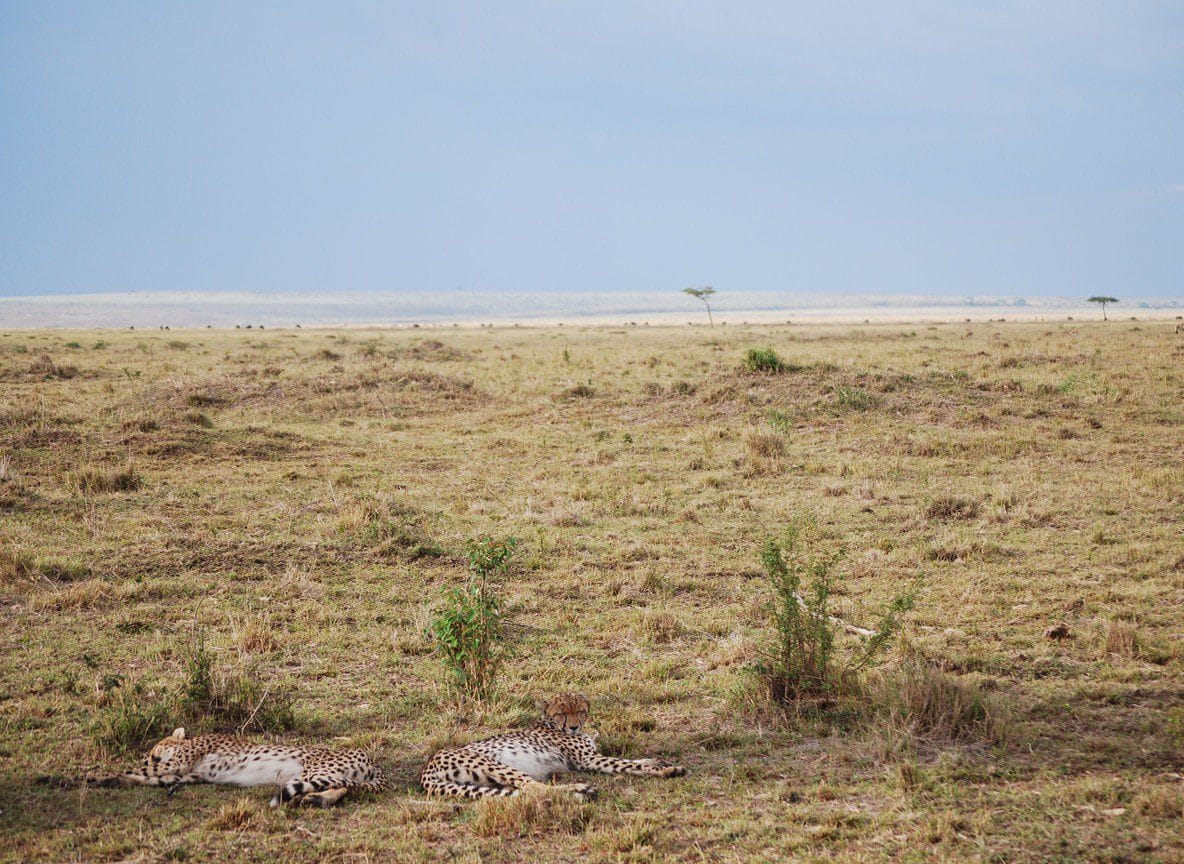 4 Day Masai Mara Safari Guide