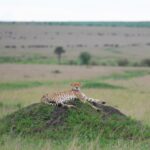 5 Day Masai Mara Migration Safari Itinerary