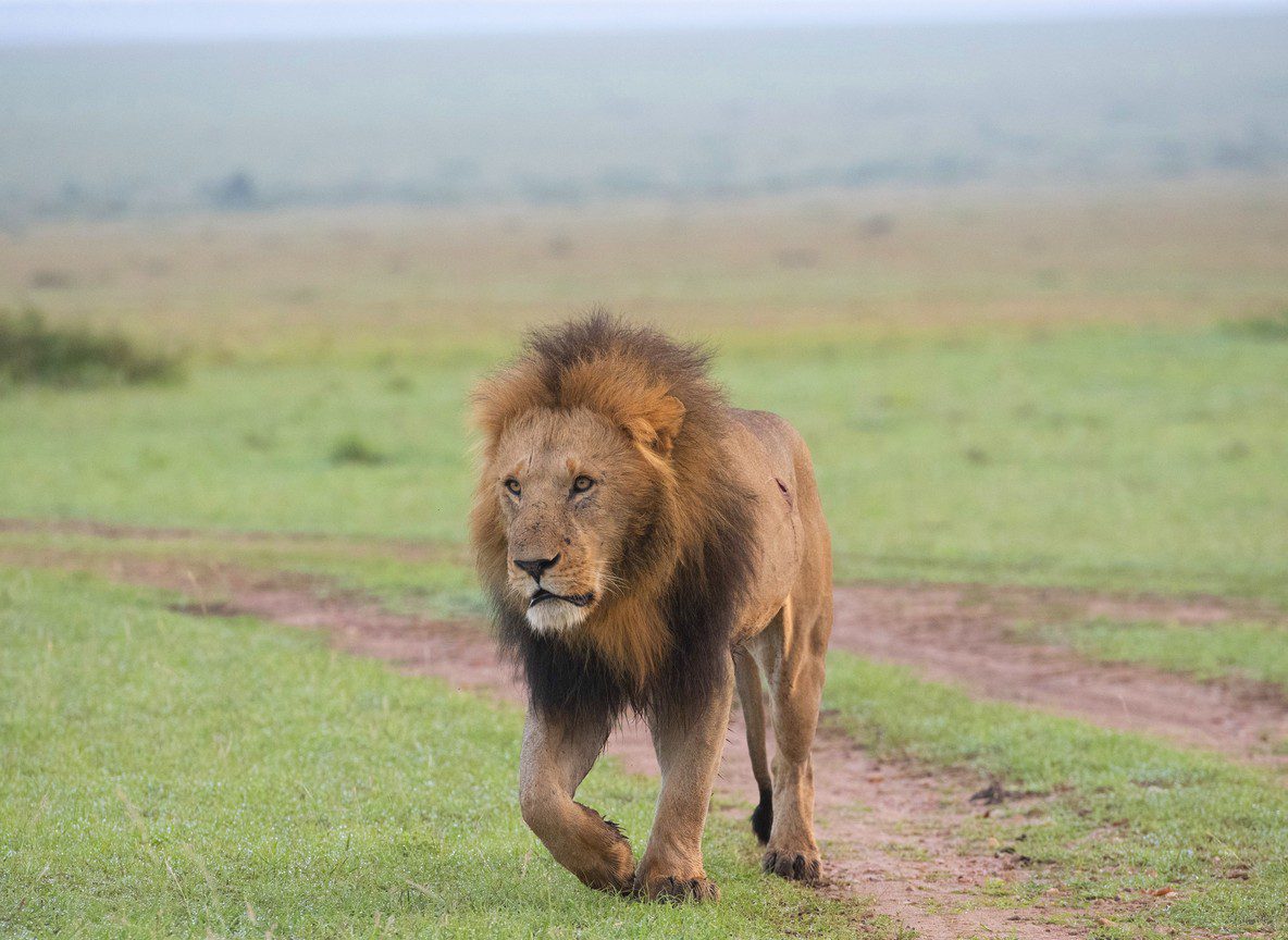 7 Day Northern Kenya Safari Itinerary Samburu To Lake Turkana