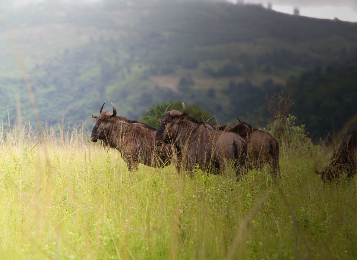 7 Day Northern Kenya Safari Itinerary Samburu To Lake Turkana