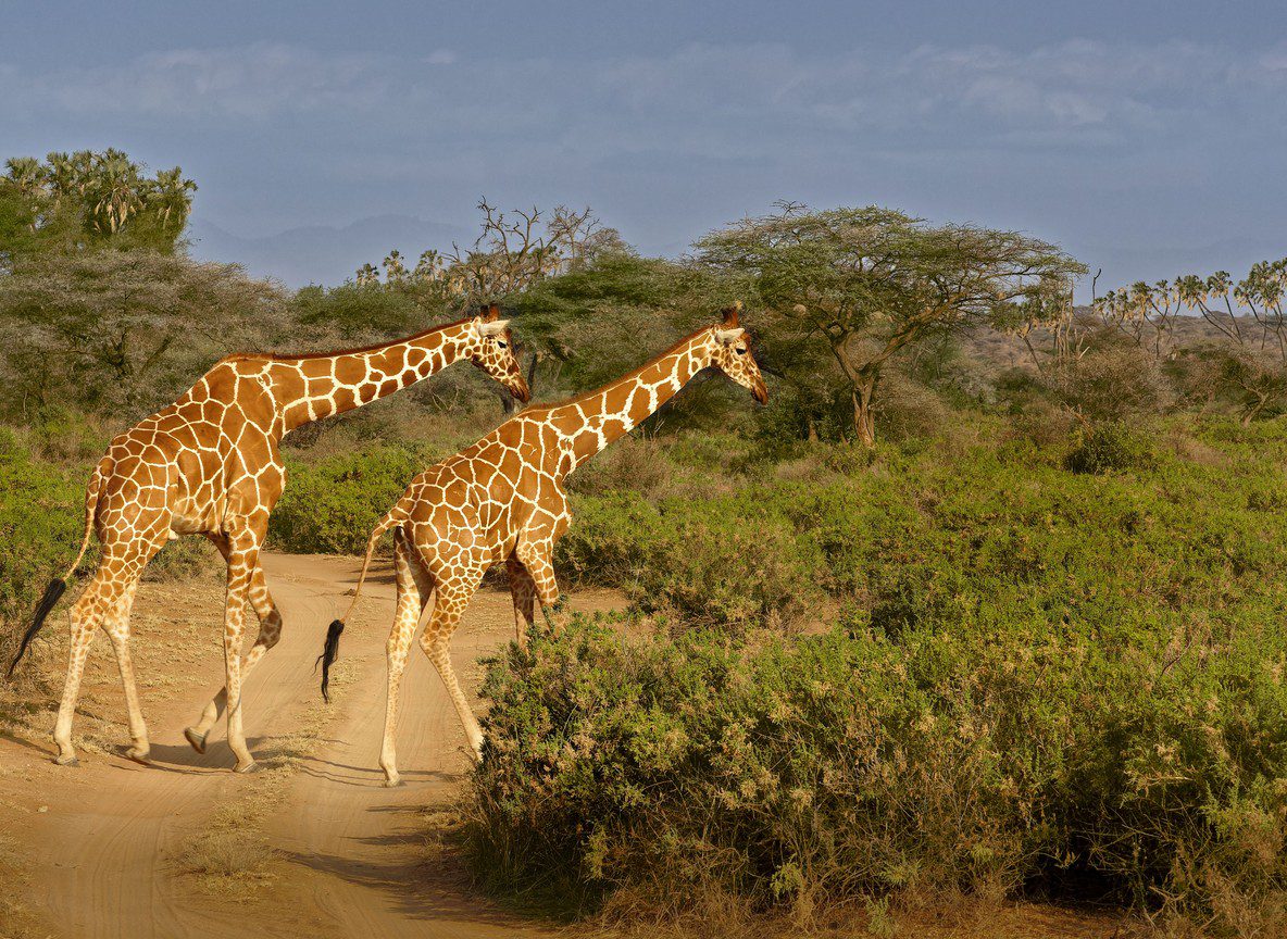 Accessible Safari Kenya