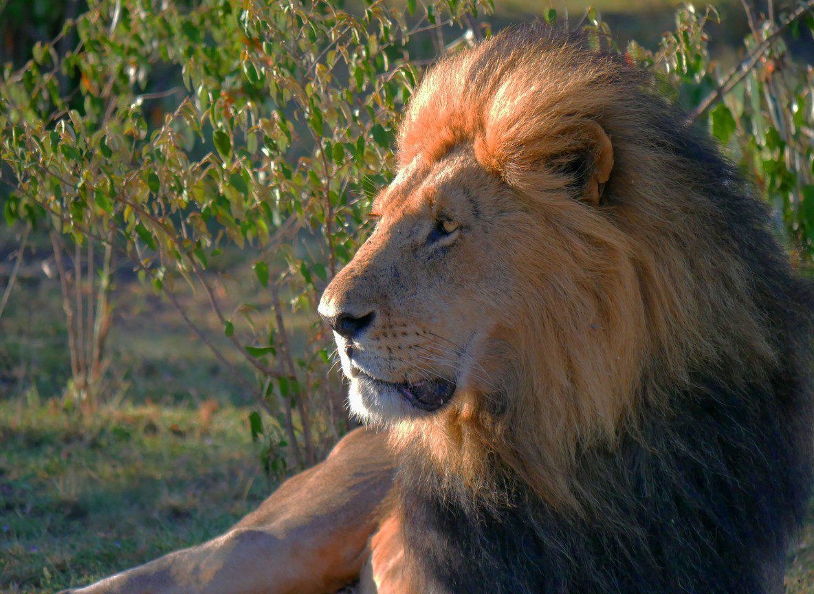 Affordable Kenya Safari