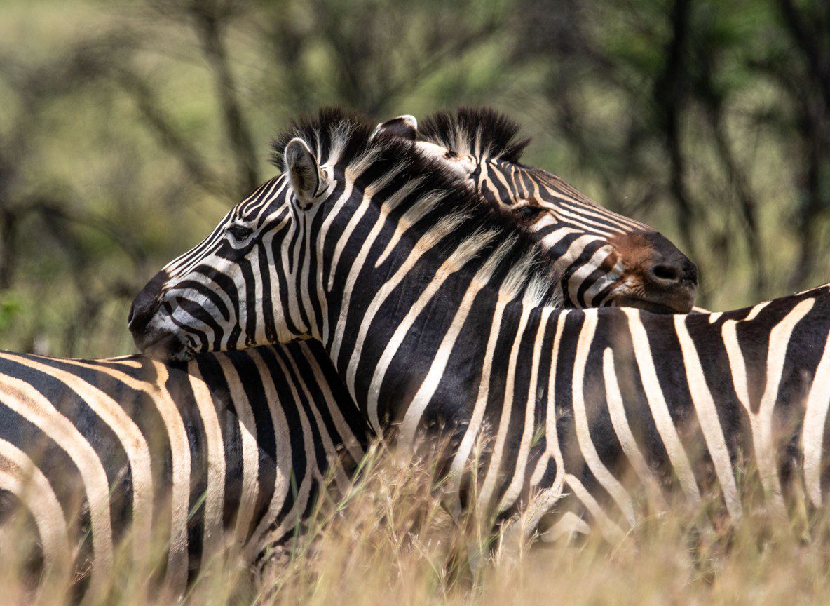 Affordable Kenya Safari