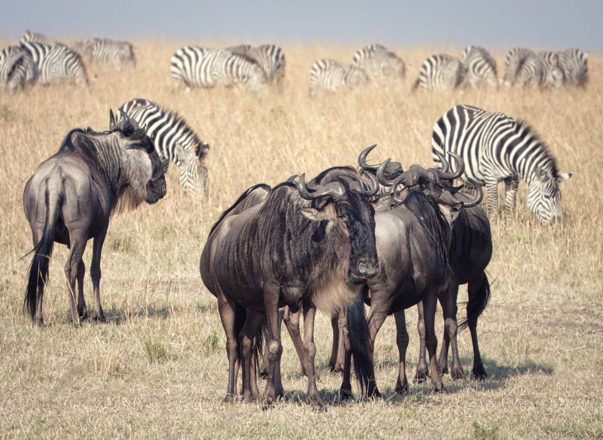 Africa Safari Cost Comparison Kenya Vs Africa