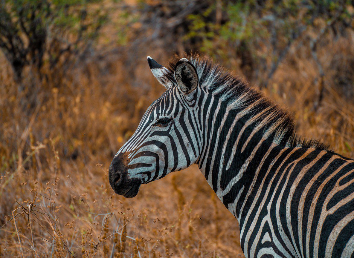 African Safari Animals