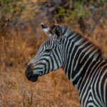 African Safari Animals