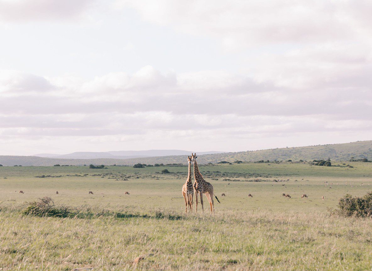 African Safari Animals