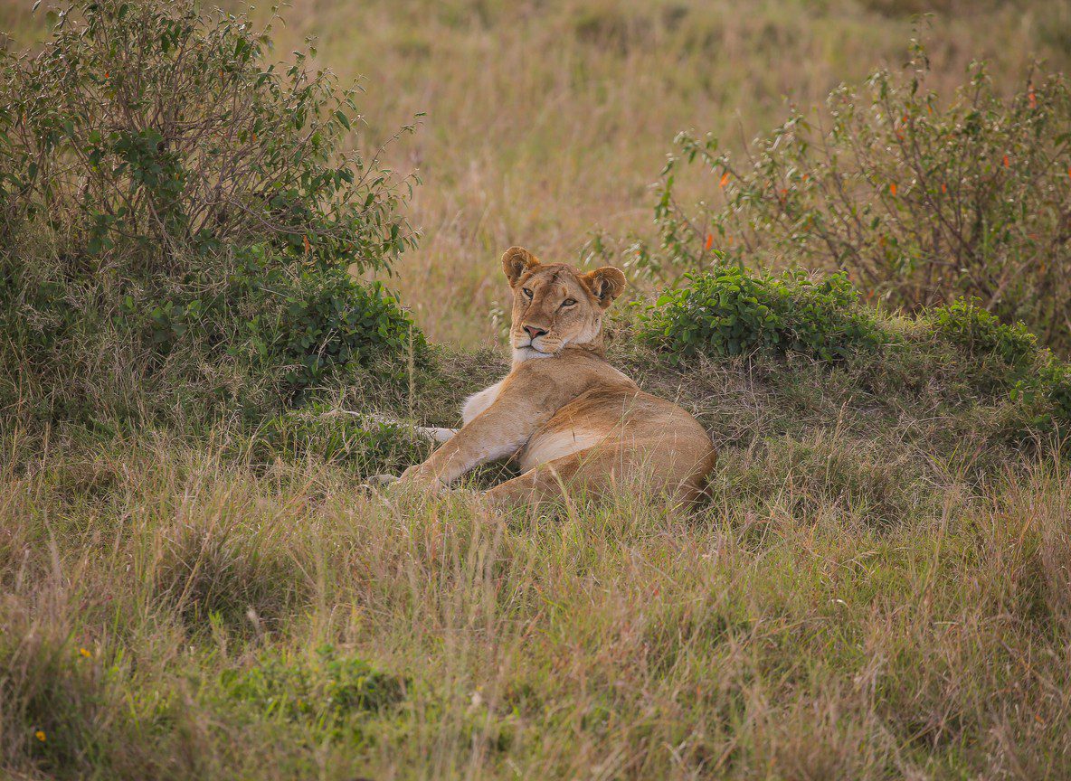 All Inclusive Safari Cost Vs Itemized Guide
