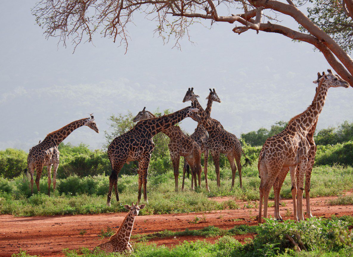 All Inclusive Safari Cost Vs Itemized Guide