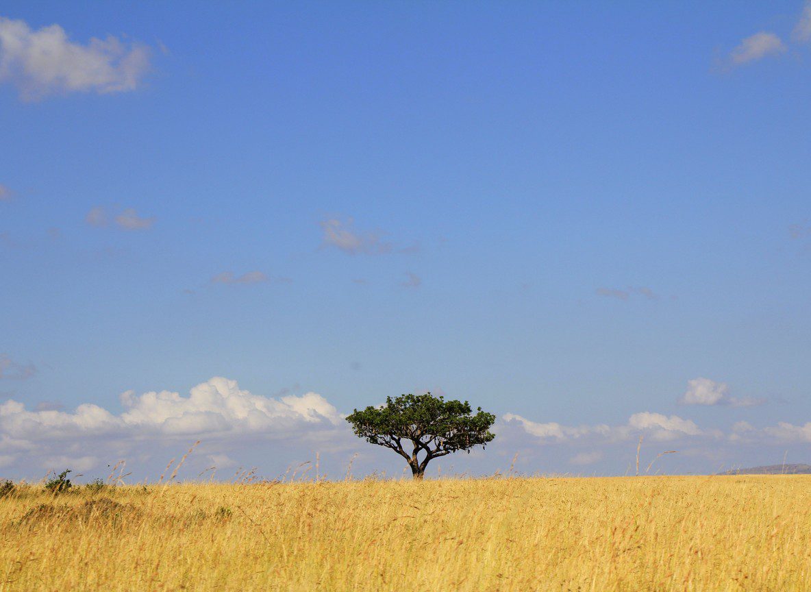 All Inclusive Vs Room Only Safari Masai Mara Guide