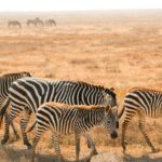 Amboseli 1 Night Vs 2 Nights