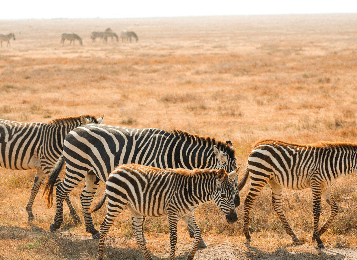 Amboseli 1 Night Vs 2 Nights