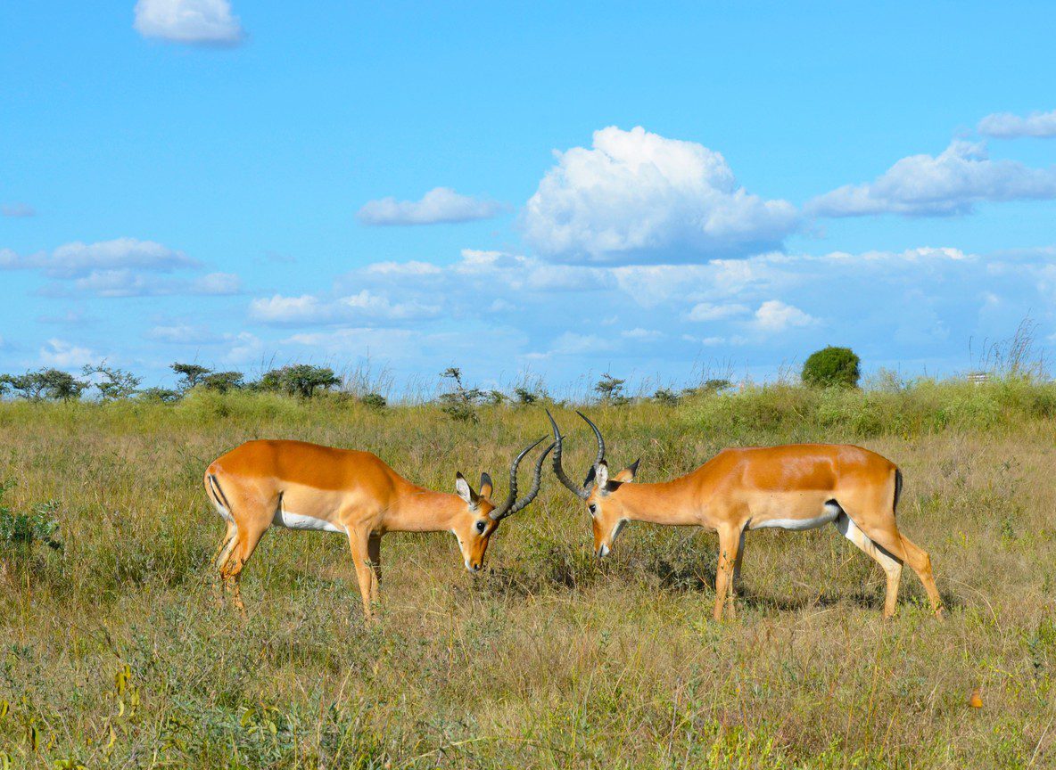 Amboseli 1 Night Vs 2 Nights