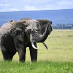 Amboseli And Tsavo Road Link Guide