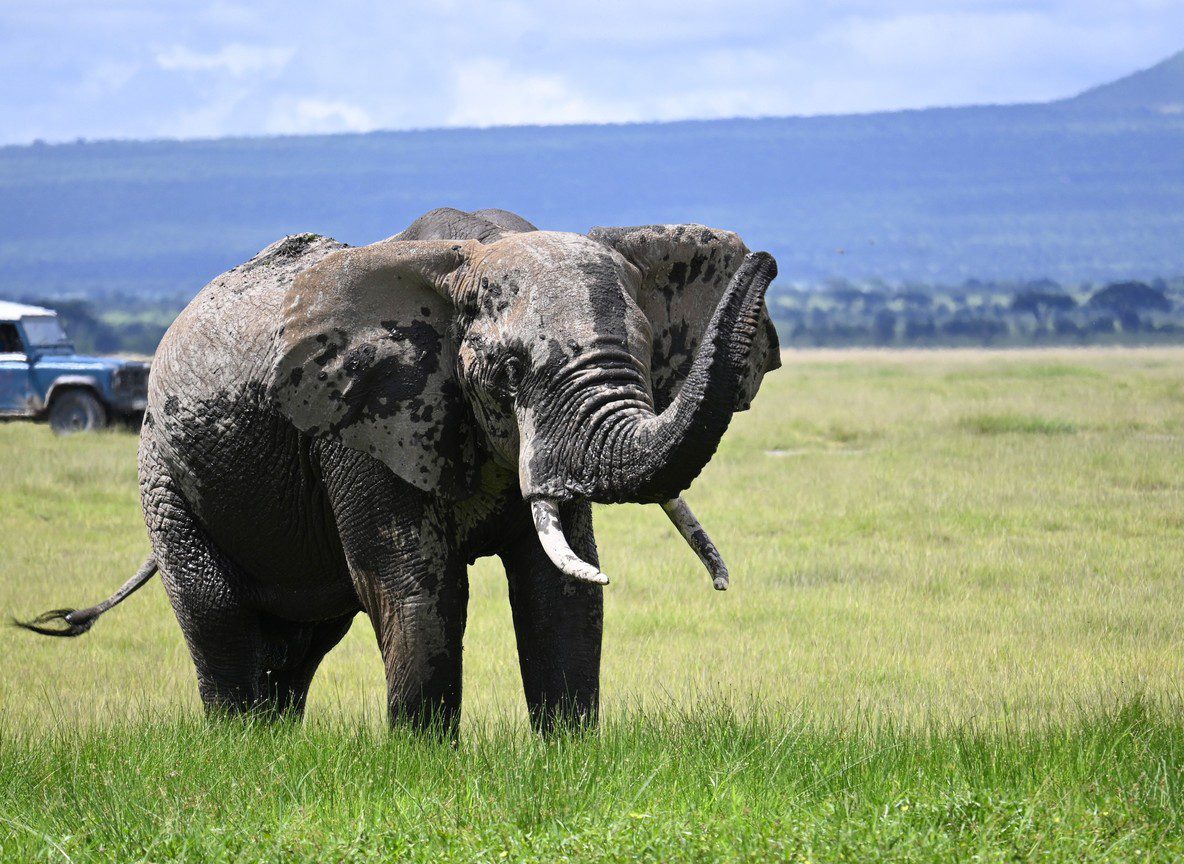 Amboseli And Tsavo Road Link Guide