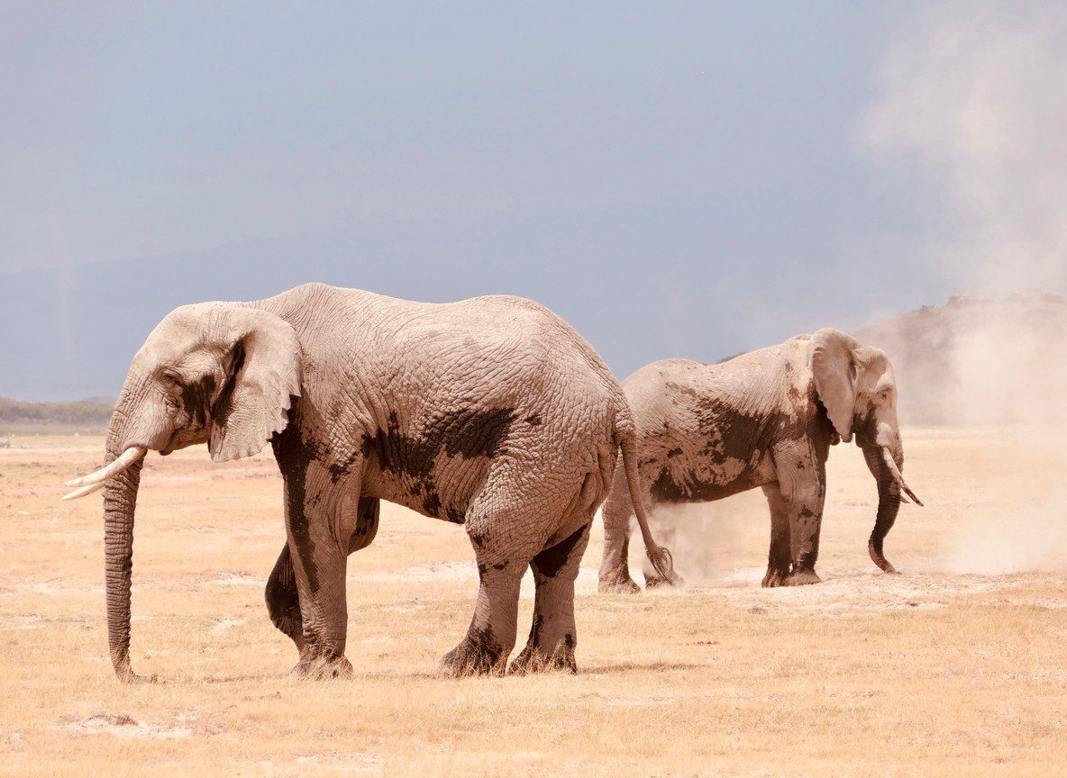 Amboseli And Tsavo Road Link Guide