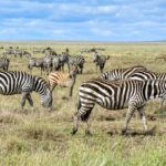 Amboseli Animals Month By Month Guide
