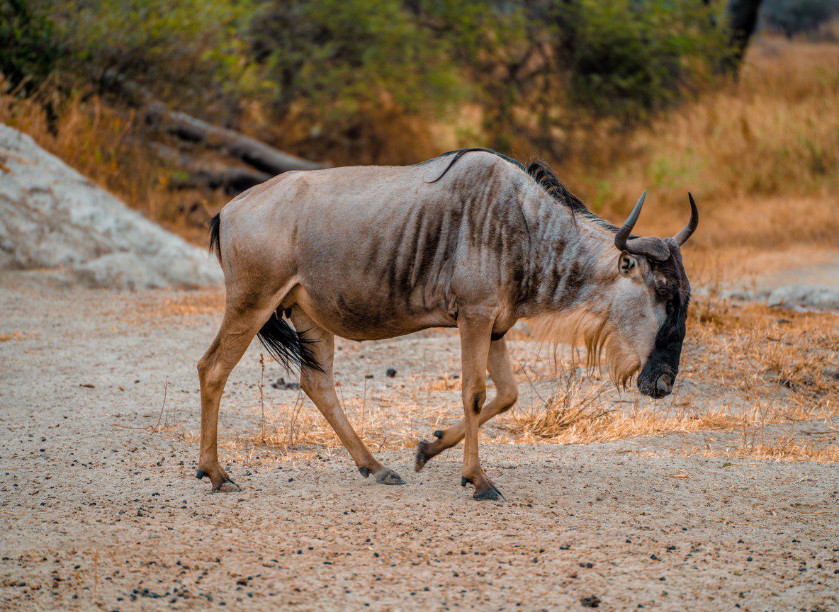 Amboseli Animals Month By Month Guide
