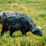 Amboseli Big Five Guide