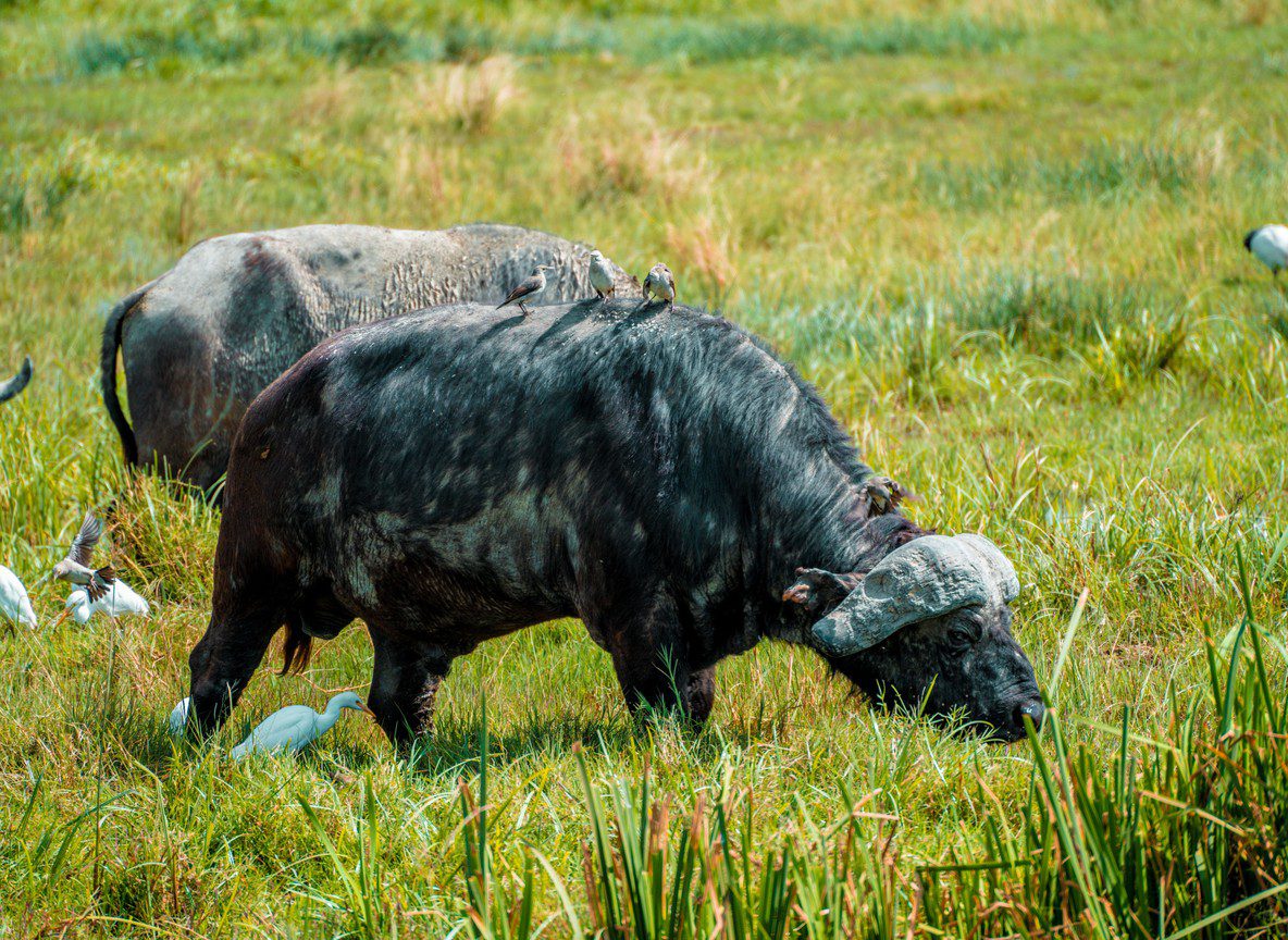 Amboseli Big Five Guide