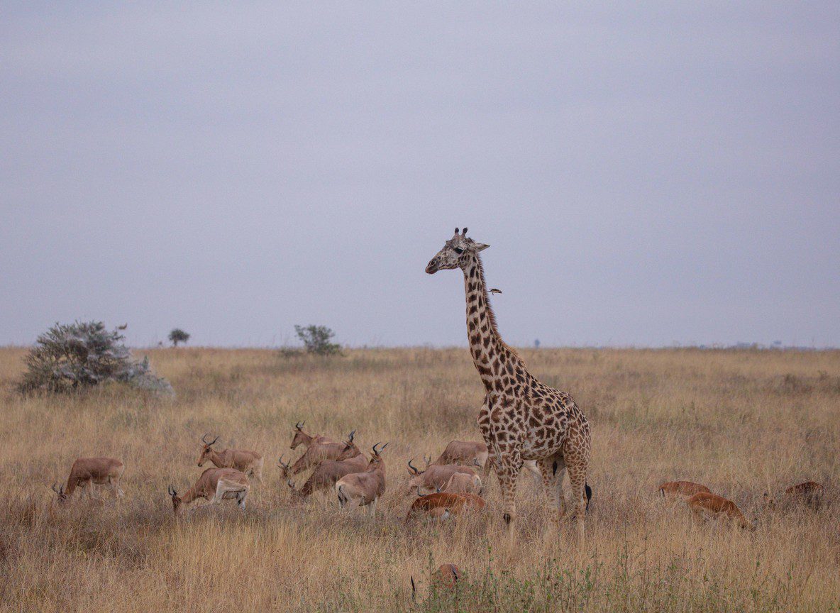 Amboseli Big Five Guide