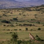 Amboseli Birds Guide