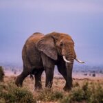 Amboseli Birds In Wet Season Vs Dry Season
